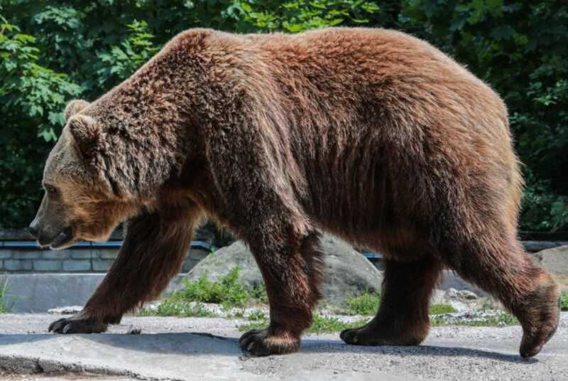 В Перми в зоопарке за 7 миллиардов старого медведя ударило электрическим током