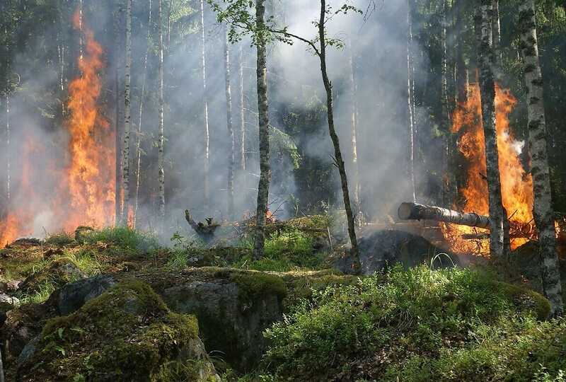 Лесные возгорания в Европе уничтожили площадь размером с Кипр